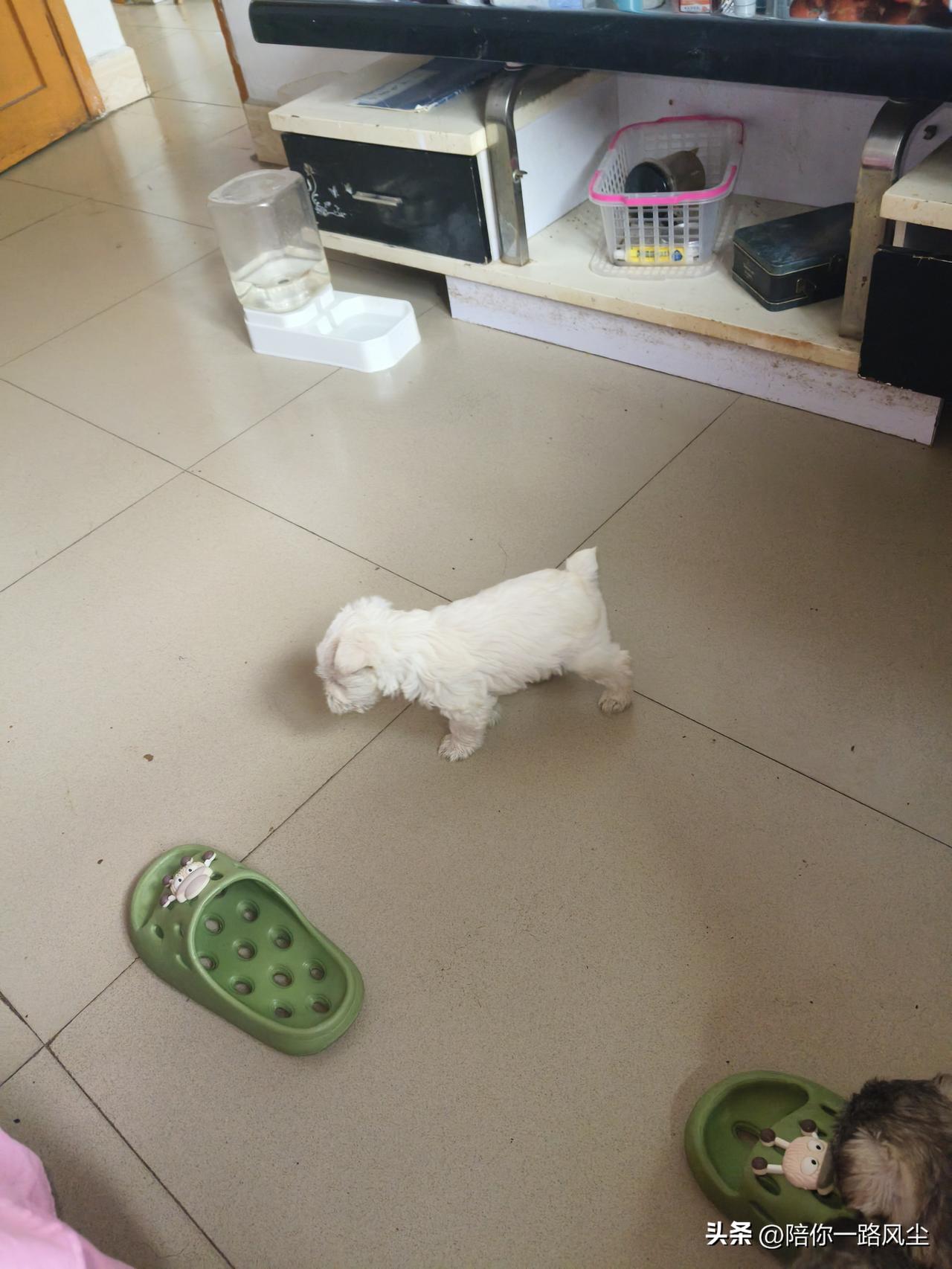 分享一张你家小狗敲可爱的照片萌萌哒，雪纳瑞小奶狗已经38天啦！蹦蹦跳跳超可爱😄