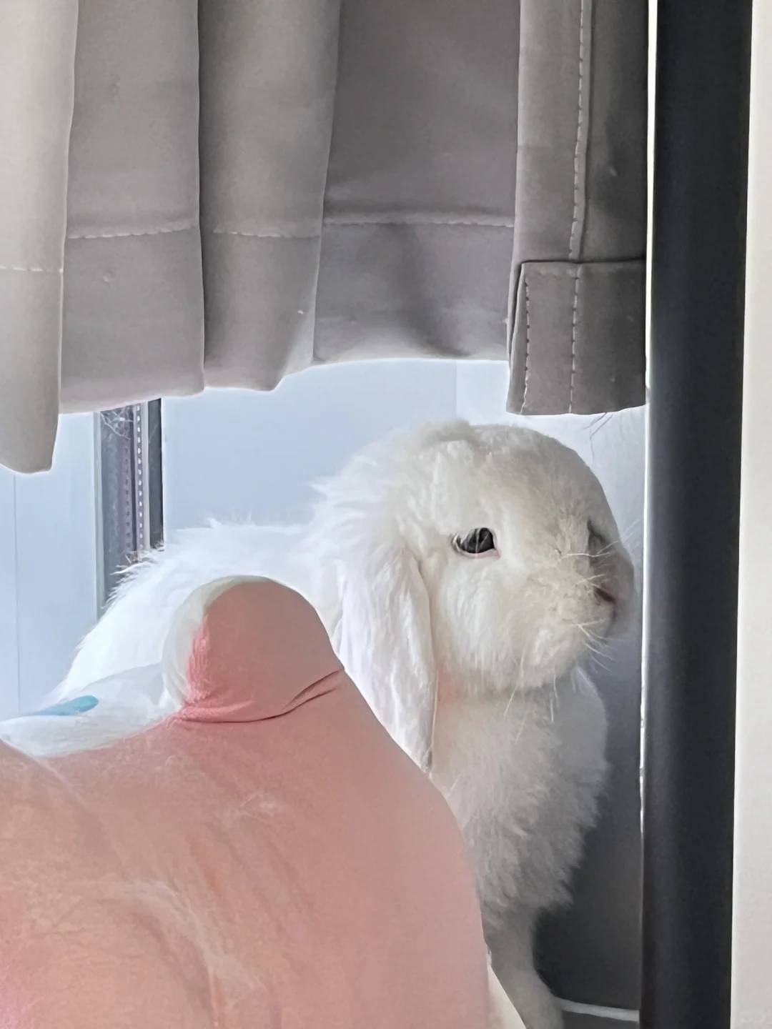 看不见我 看不见我 看不见我…🙈