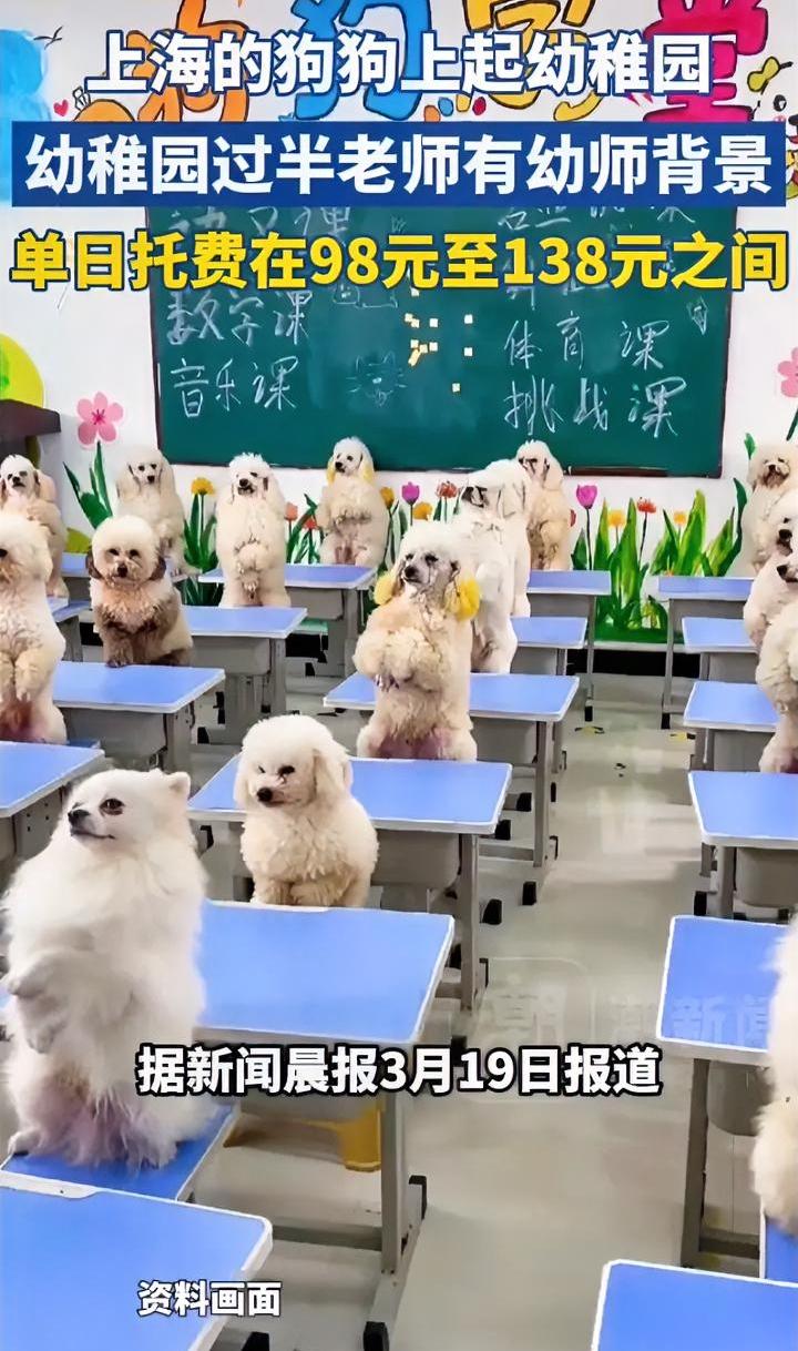 狗上幼稚园，日托费百元，究竟是时代的进步还是退步？
有网友感慨：“朱门酒肉臭，路