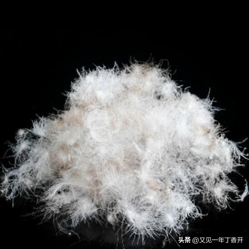 终于明白三十年前鸭绒衣质量多好了

找了几件不能再穿的鸭绒衣，有一件是雪中飞，中