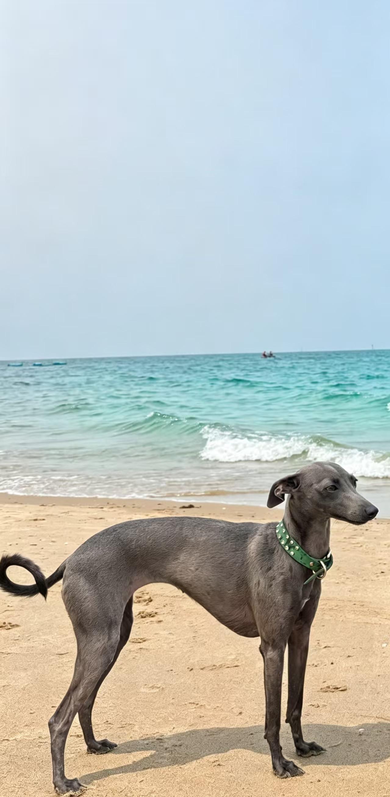 海风里的酷盖，戴着绿项圈在沙滩巡视领地，这优雅背影太绝啦！