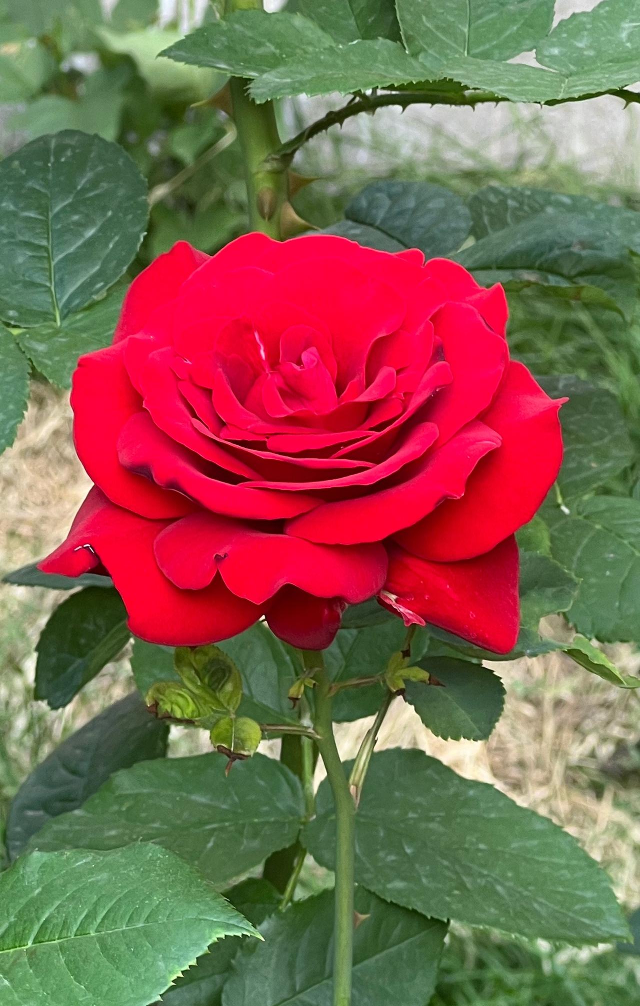 【原创】分享手机里的图片：惊艳的红色月季 ，绽放在绿叶之间，美不胜收！🌹💕