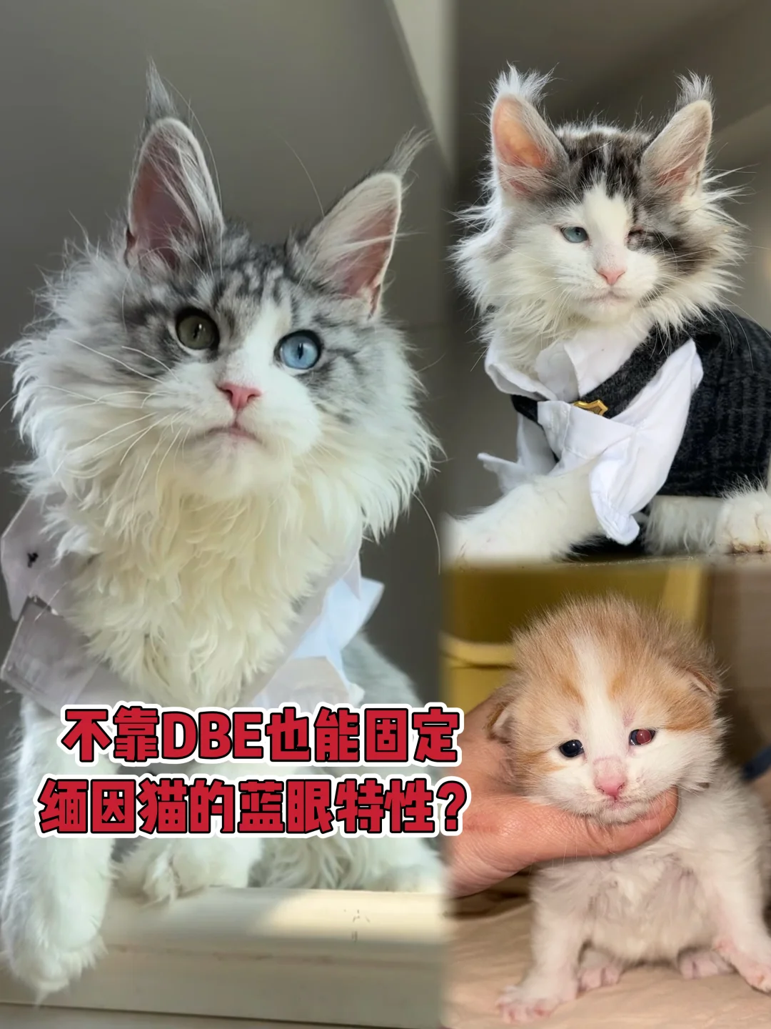不靠DBE也能遗传缅因猫的异瞳特性？