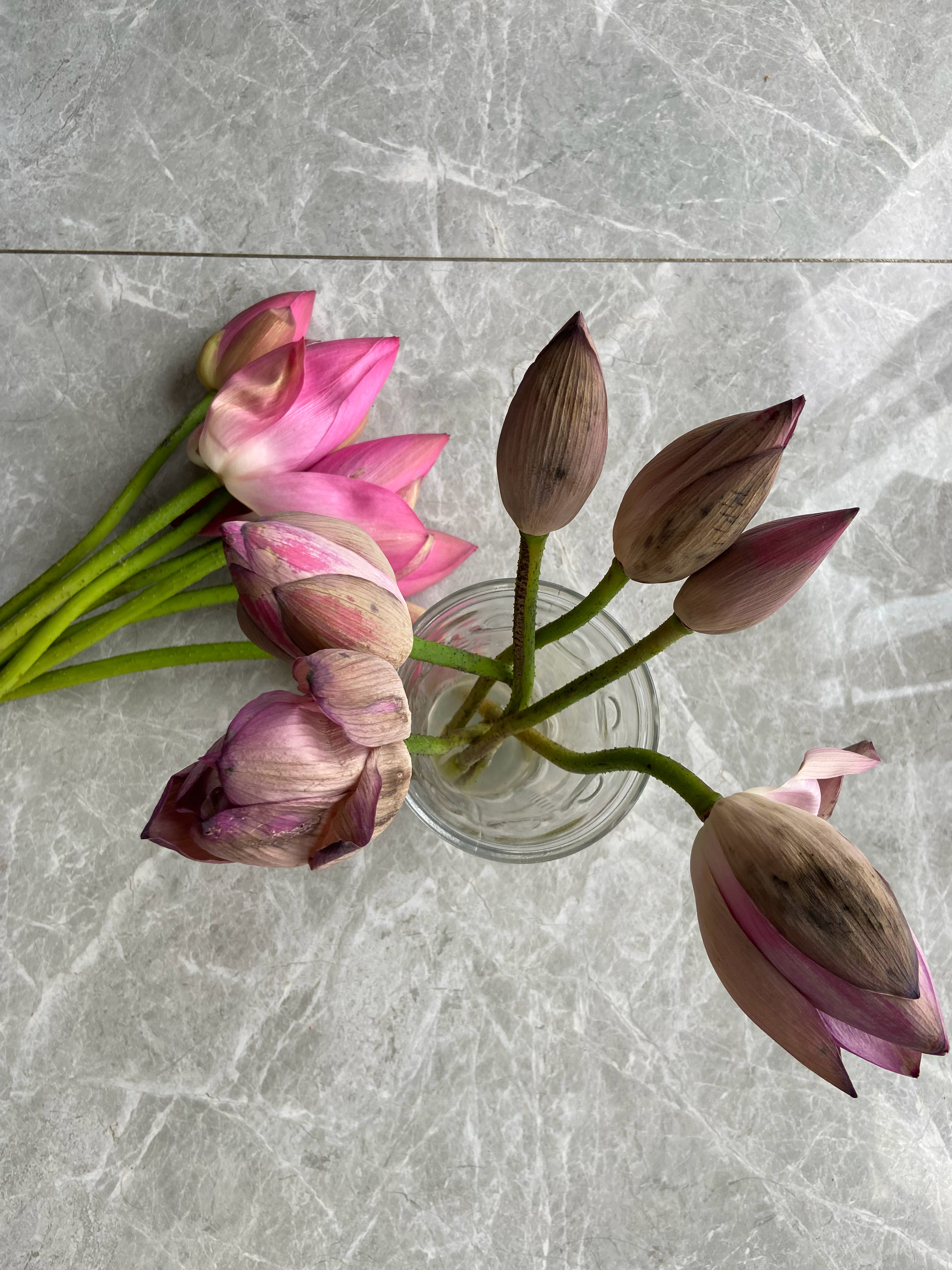 为什么我每次养荷花，两天就黑了？ 