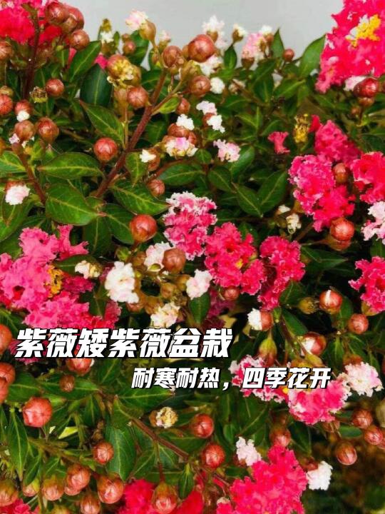 🌸高级感紫薇盆栽🎍