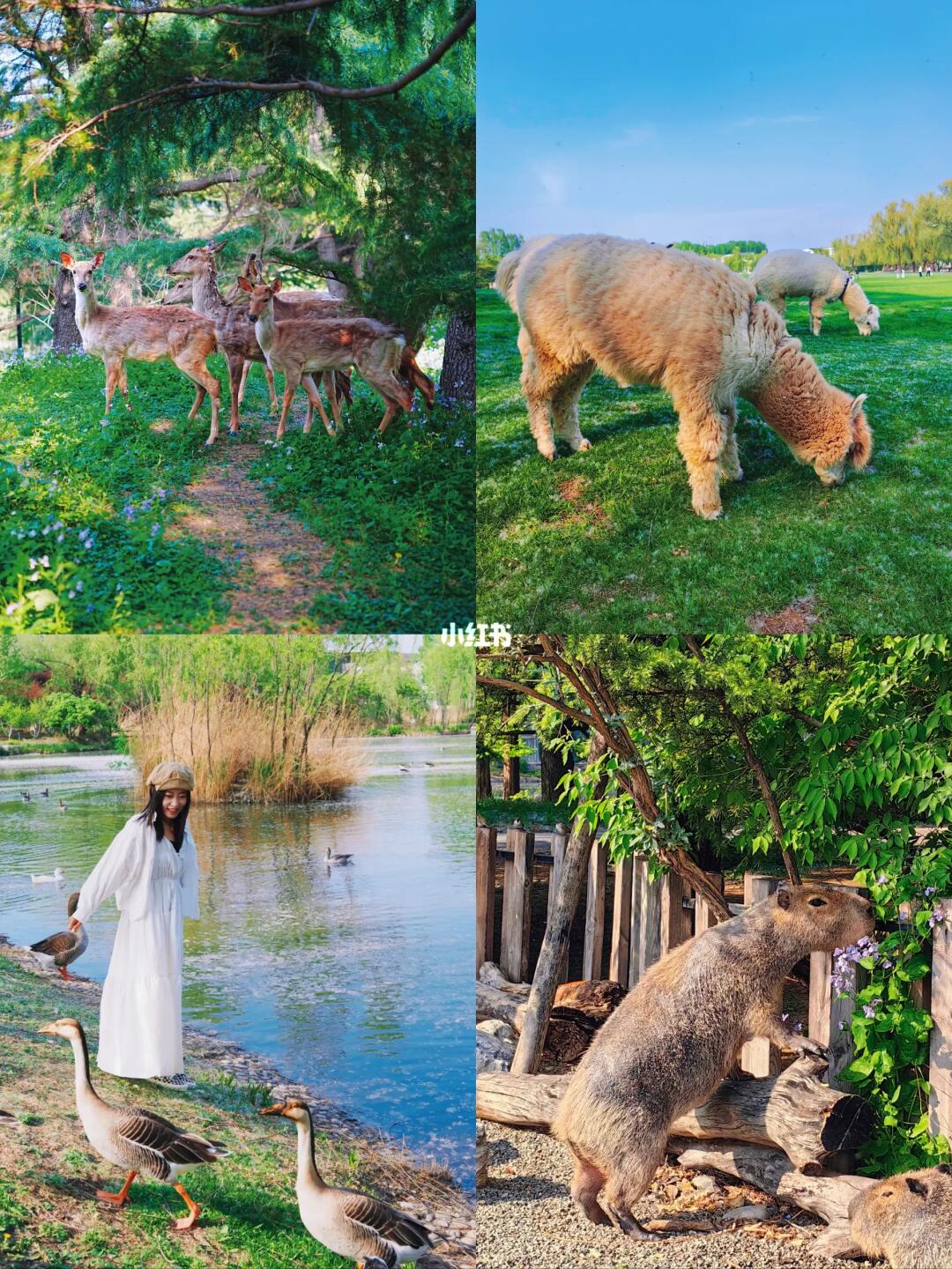 北京四环内原地度假🌿大隐于市的绿野仙踪