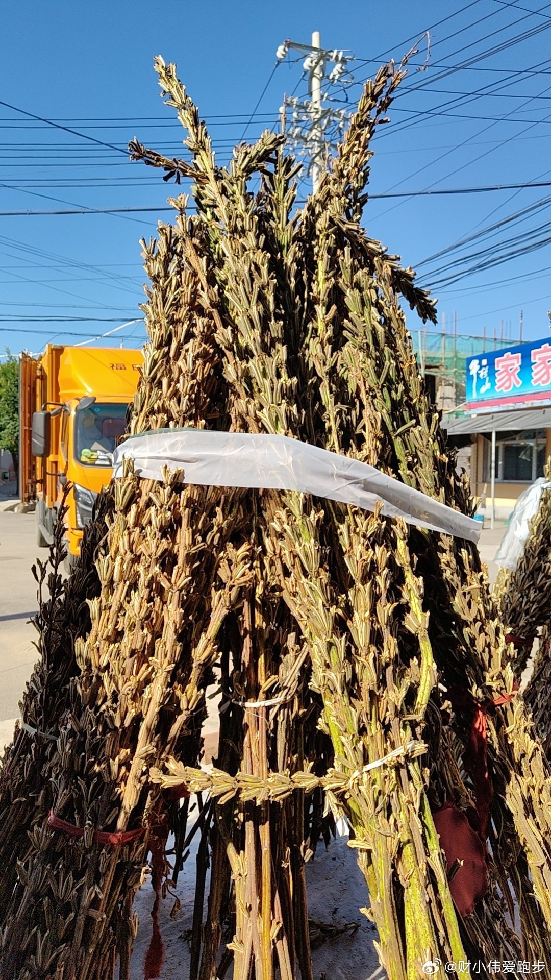这是啥好奇 ​​​