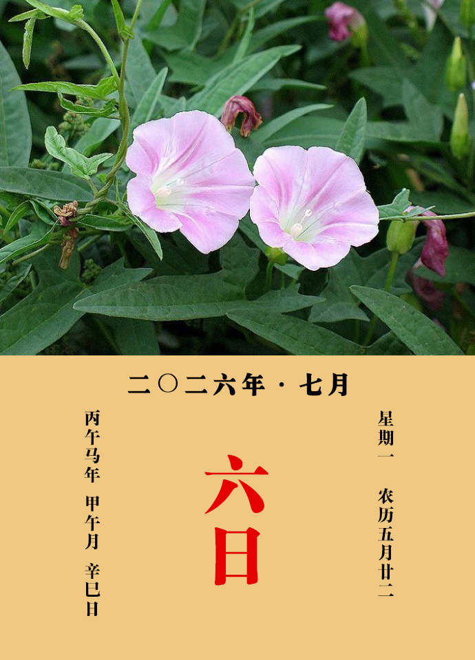 每天一味中草药 甄权说：旋花，根，主续筋。捣汁服之，主丹毒、小儿毒热。根、苗，绞