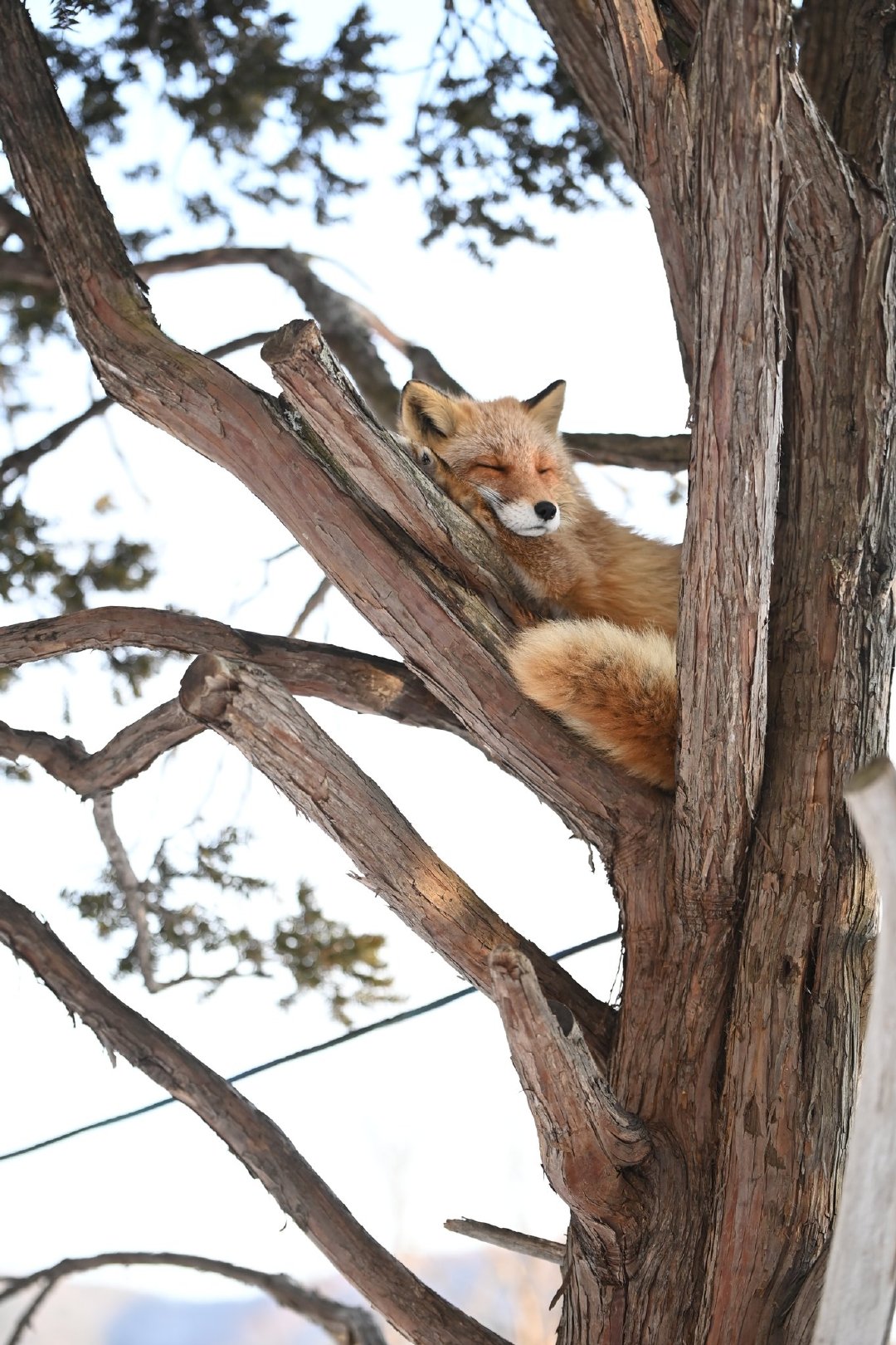 树杈的弧度正好狐狐来睡©️qonqon_biyori 
