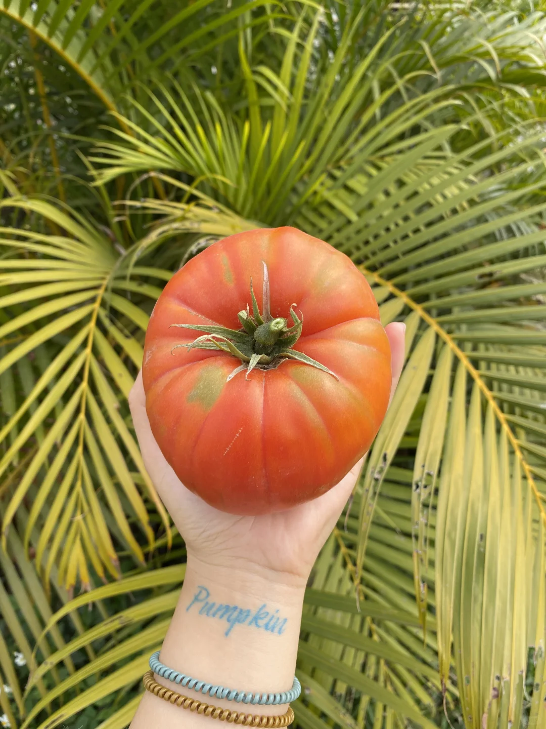 收获了一颗624g的大扎克番茄🍅！！！