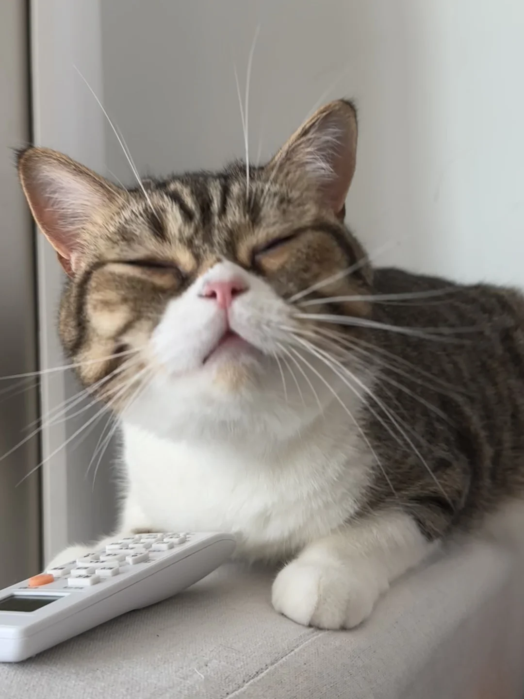 声音开到最大听小猫打喷嚏🤧