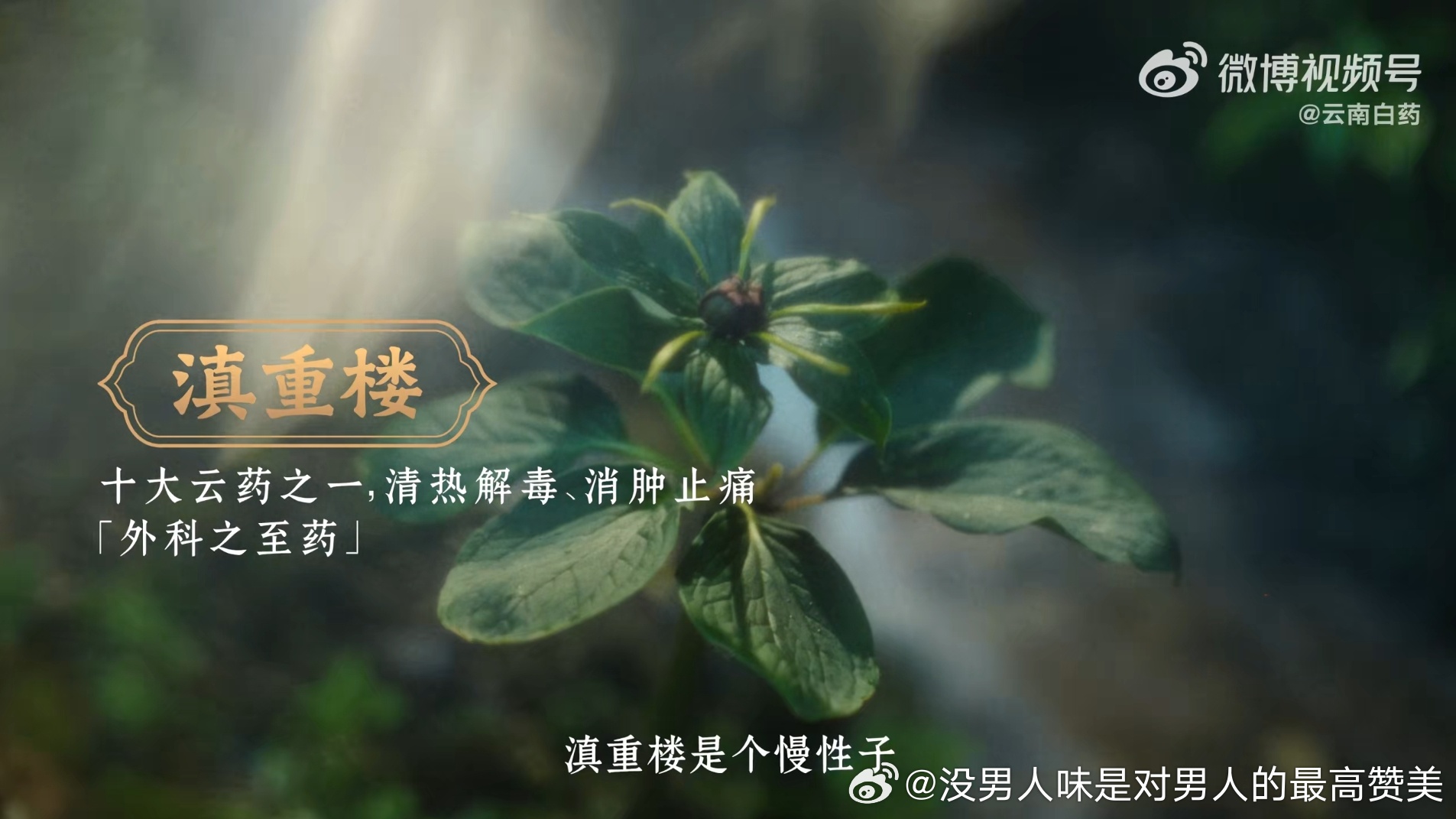 周深问你会深信什么 这波是边看边跟着代言人周深涨知识了周深云南白药全球品牌能量代