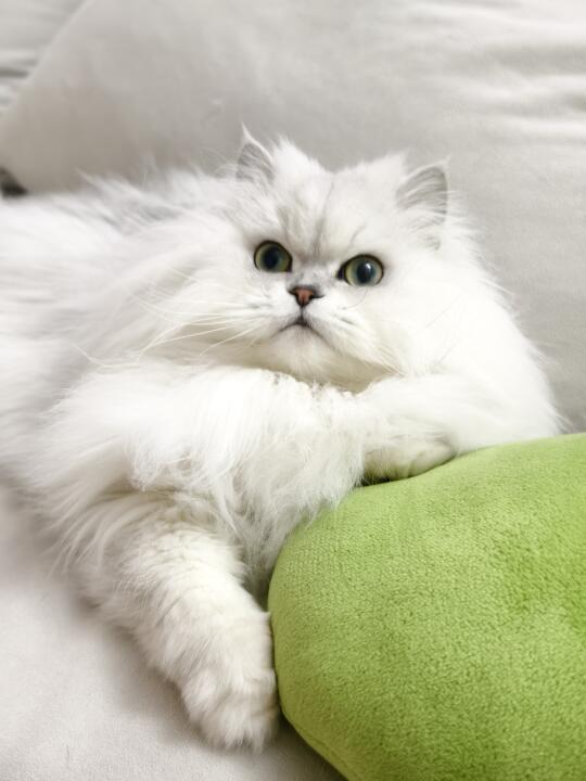 谁家小猫这么可爱