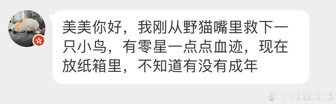 鸟粉投稿 从流浪猫嘴里救下的【红胁蓝尾鸲qú】不幸的同时又是万幸的 遇到了好心人