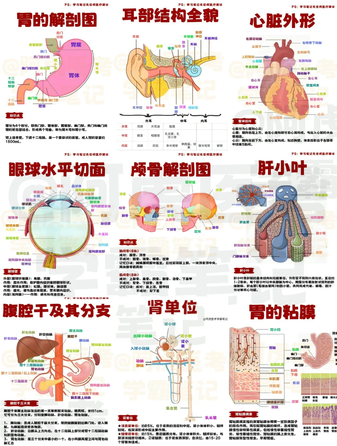 医学生笔记📒｜系统解剖学大合集3👆