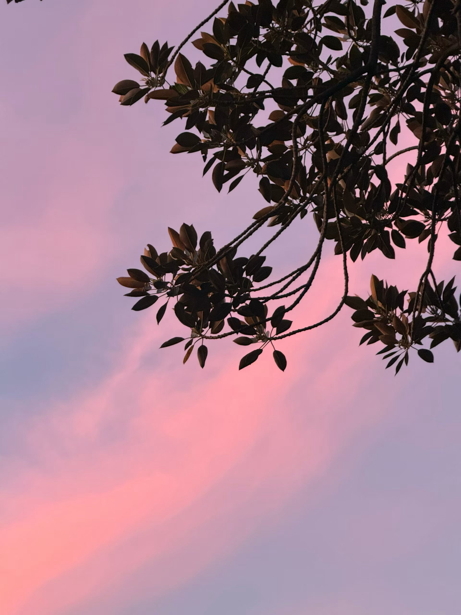 澳大利亚 悉尼美景🌊🌳🌄🌉🌃 