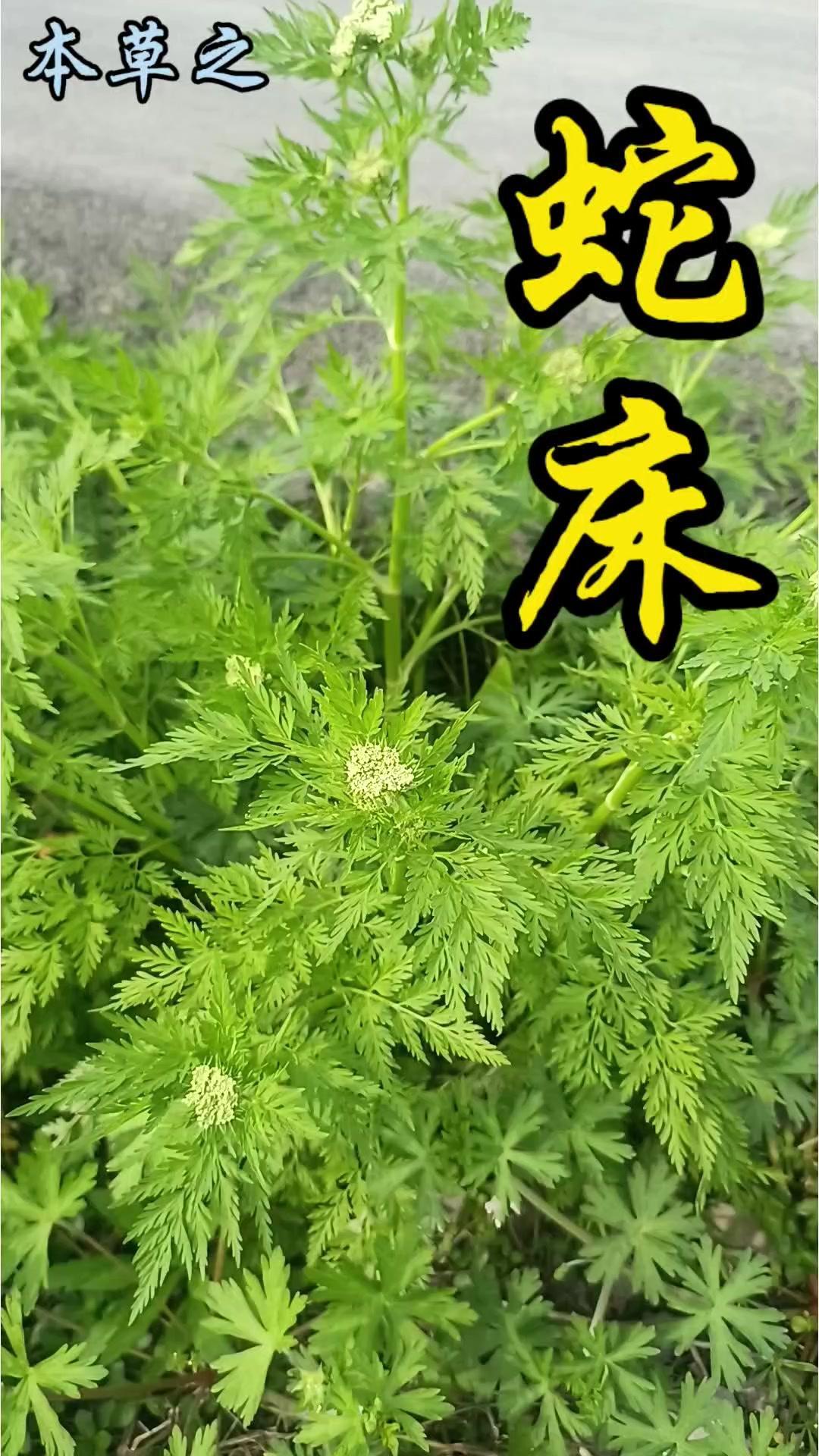 🌸以蛇命名的植物竟是“蛇之床”？蛇床听起来像蛇的专属床铺，其实它是伞形科一年生