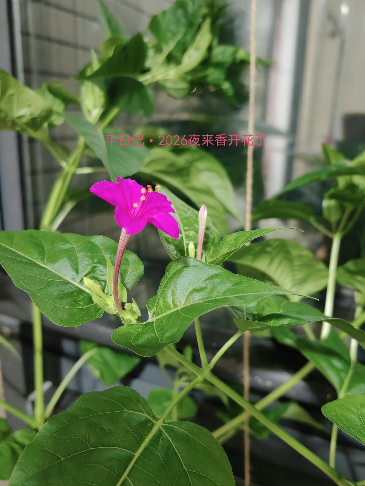夜来香开花了。