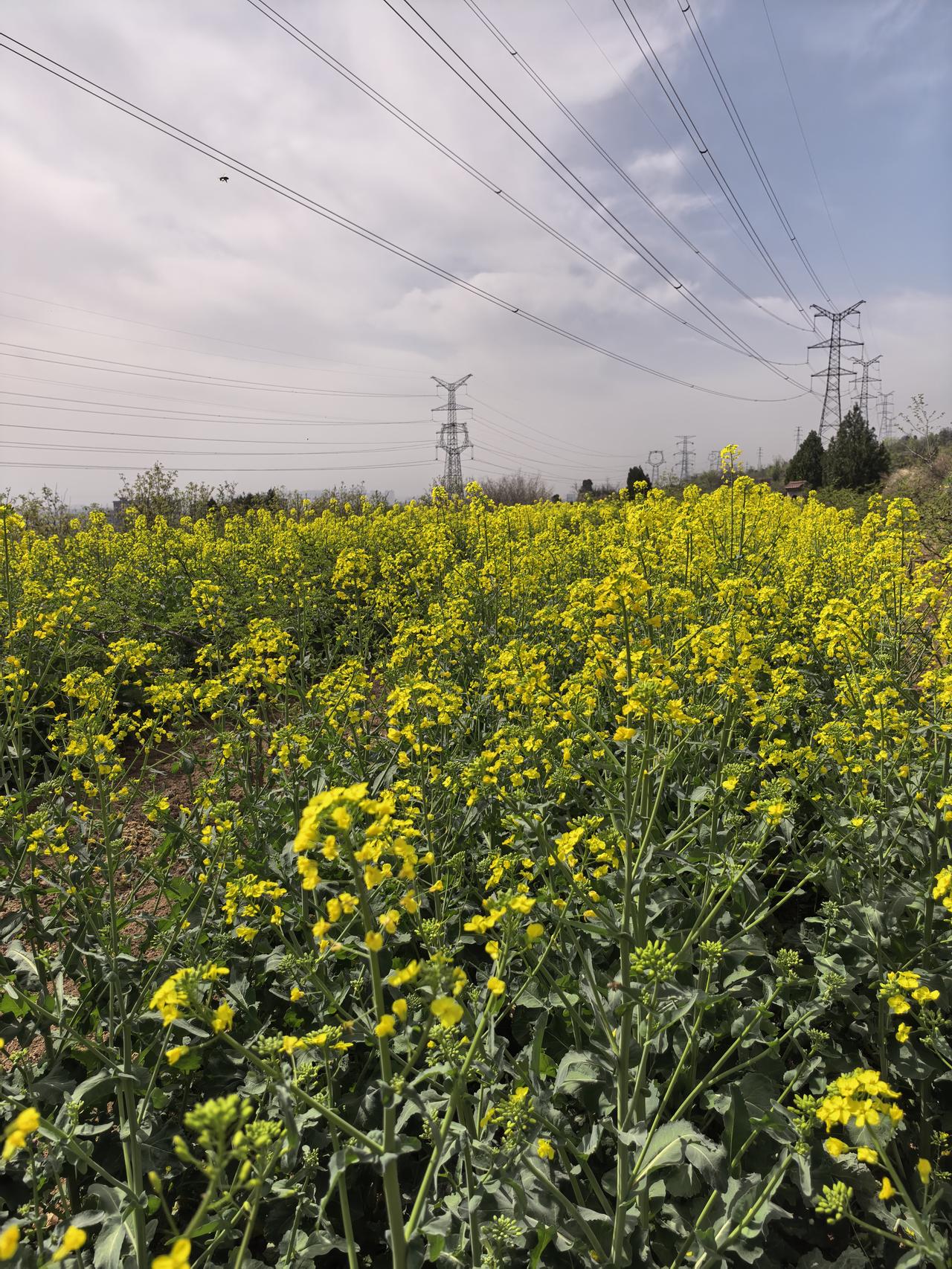 上坟路上顺便观赏了油菜花，这到底有什么看头？大数据反复堆送尖斌卡引这四个字，说是