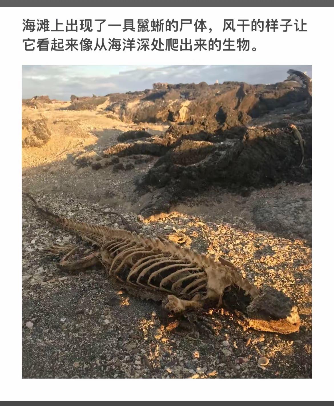 海滩上惊现神秘生物骸骨，仿佛从深海爬出！