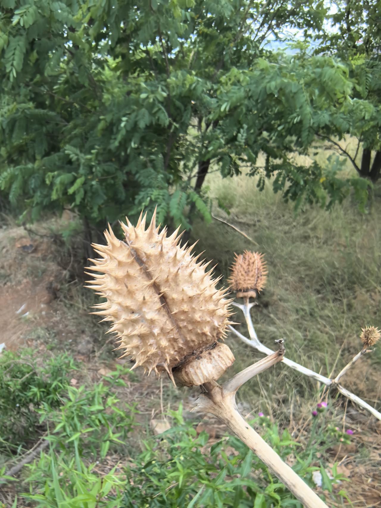 野生的刺果，大自然的馈赠！
可是问了那么多人，都不知道这株植物叫什么名字，有知道