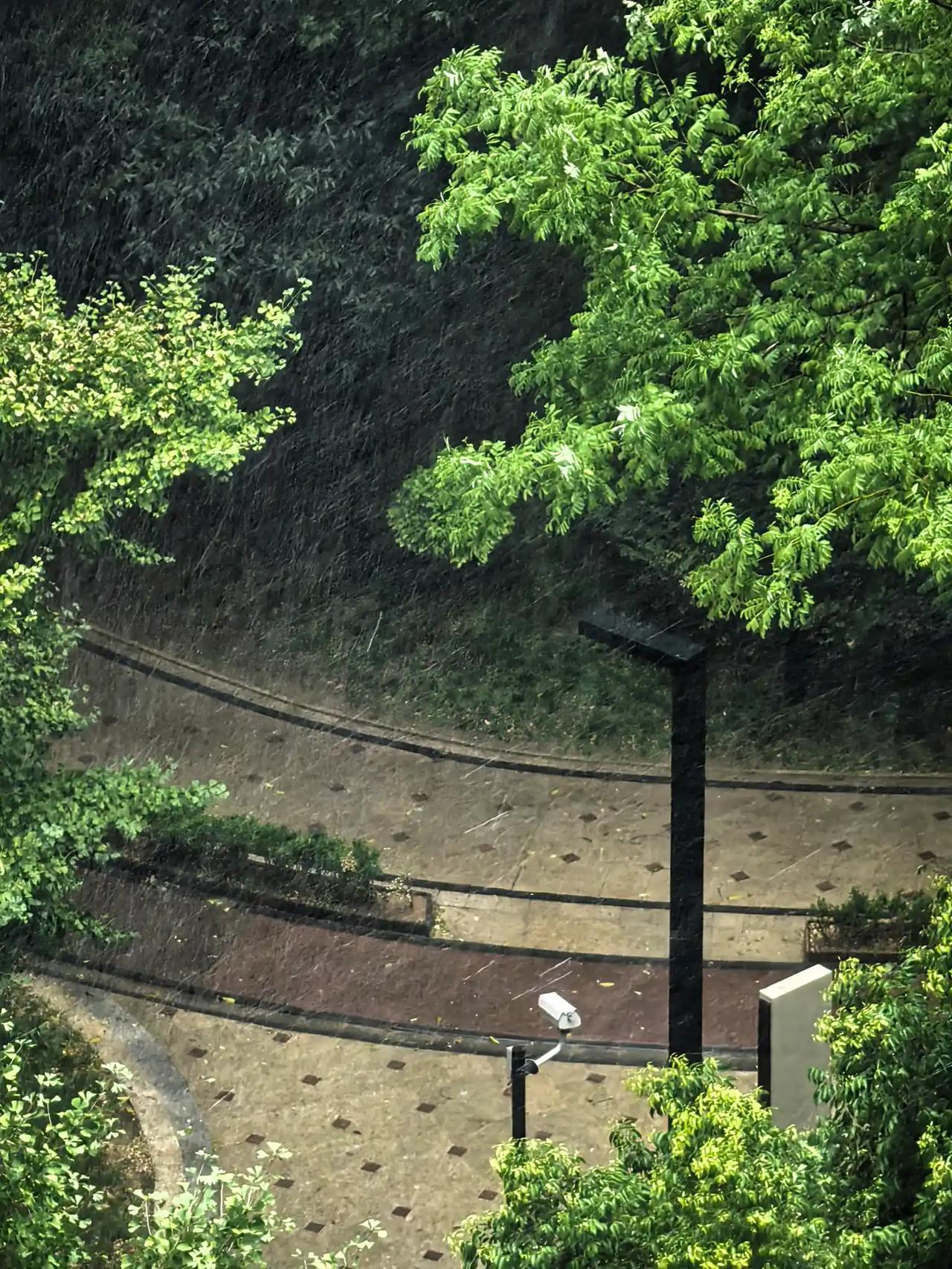 今天重庆下雨了，小蚂蚁搬家要下雨的预报挺准的。望着窗外细密的雨丝，我不禁想起昨天