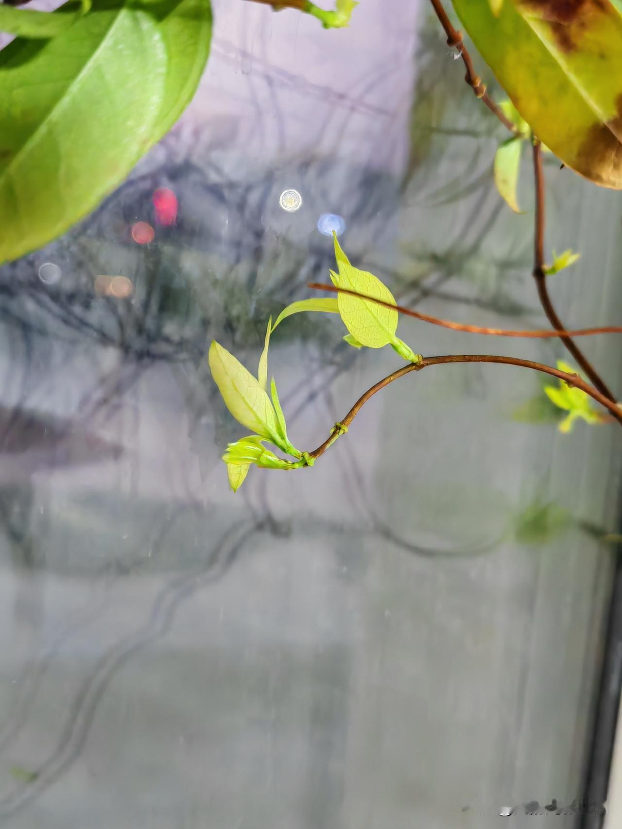 春天就是有种让人忍不住拍照的魔力。“绿意新芽破晓时，春光满目映窗扉”，这句诗完美