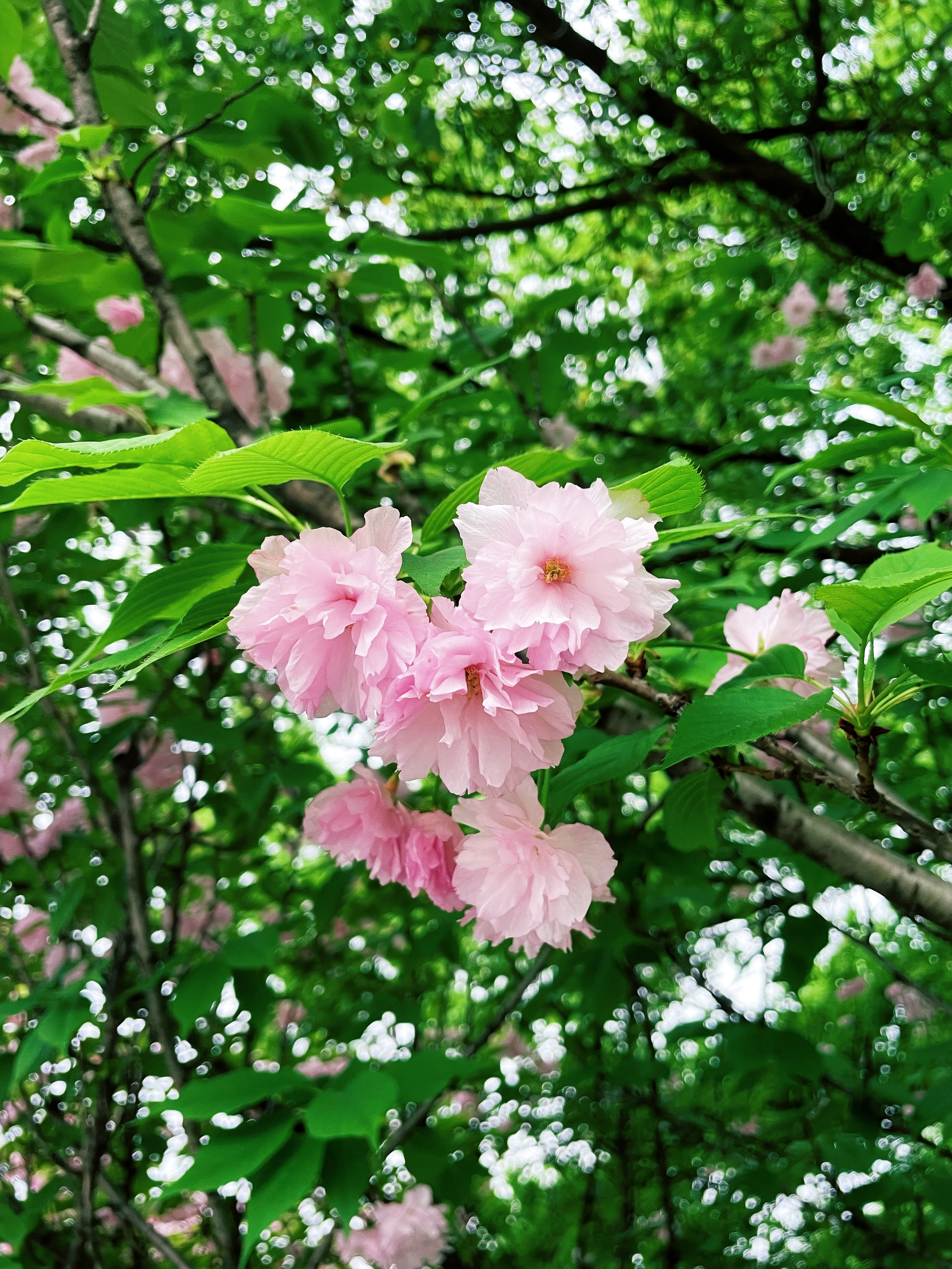 又要去和AI抢饭碗了。 