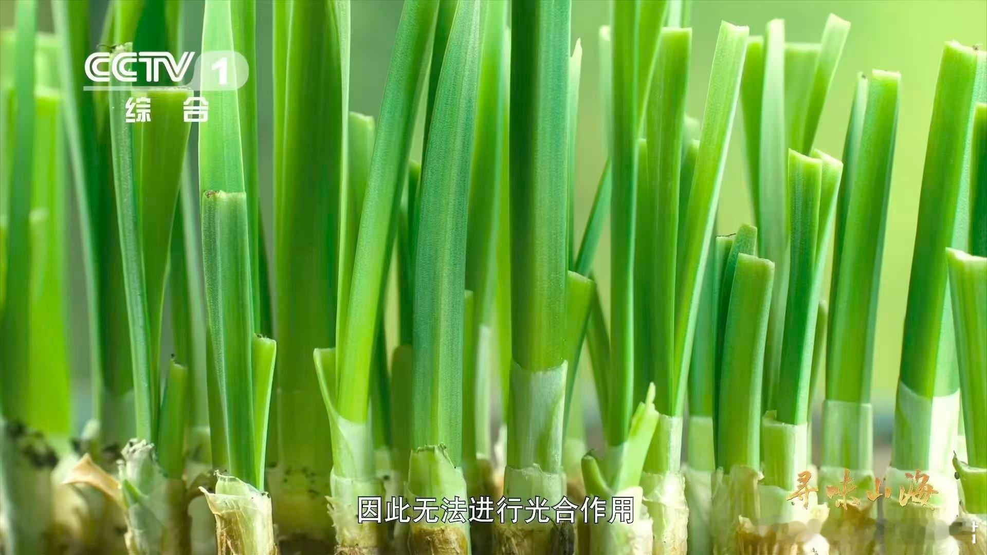 兰州韭黄为什么自来卷兰州种韭黄要盖被子 没有麦草被子的冬天是不完整的，没有自来卷