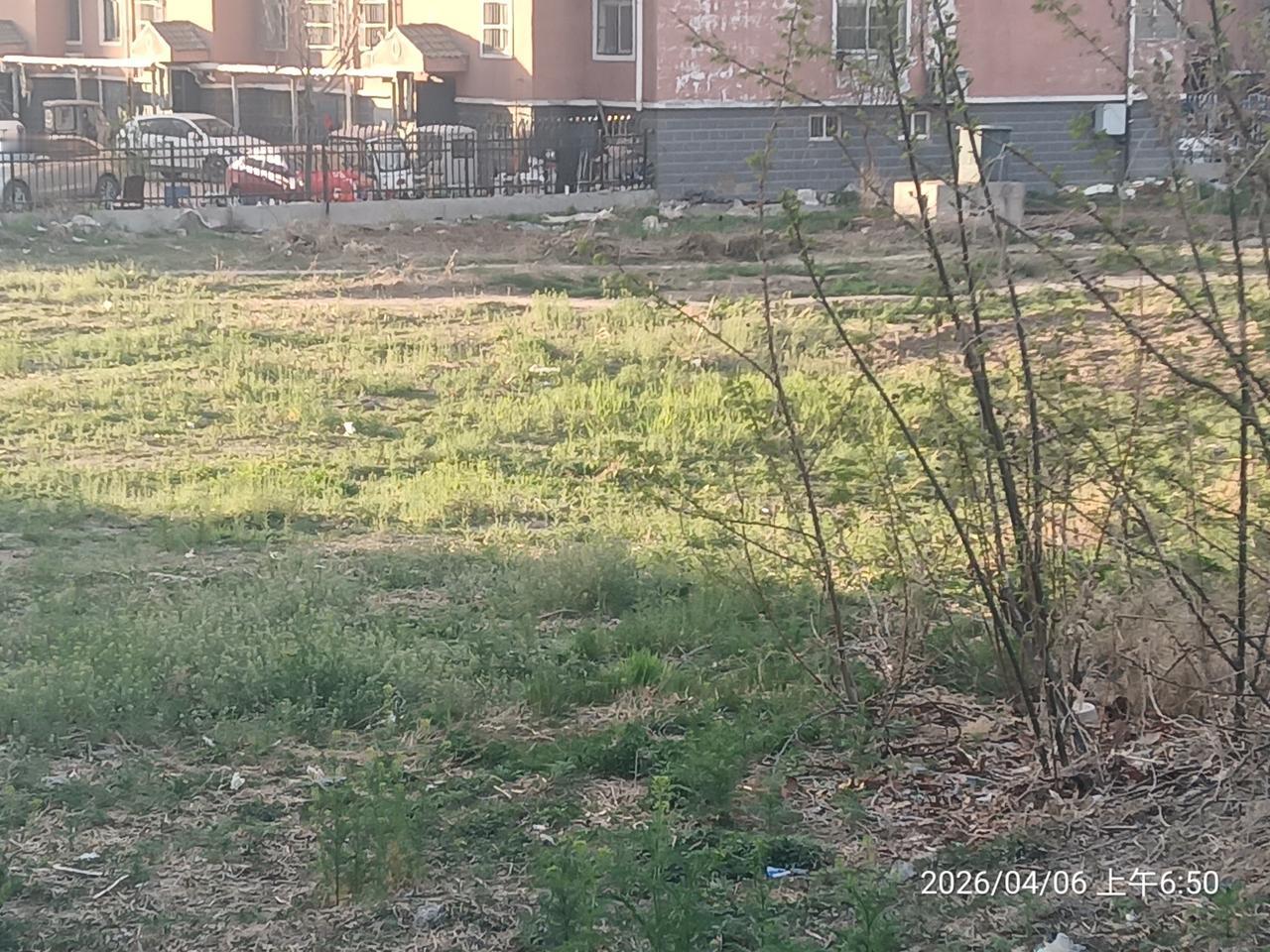 真是宁为荒草地，也不为停车场啊！

小区西边，运河东岸河堤下头，有一片荒地，长满