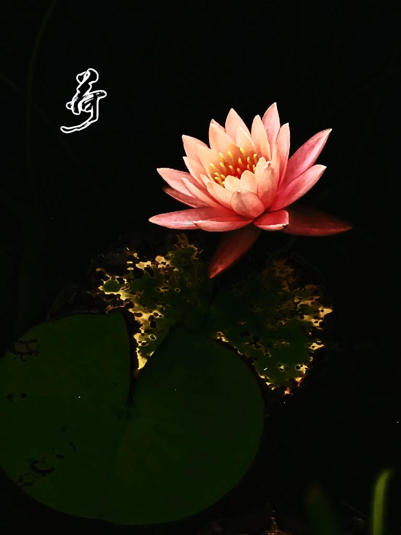 《睡莲》
一身洁净卧玉盘，
粉裳素雅独清欢。
我的摄影日记 
 
植物睡莲