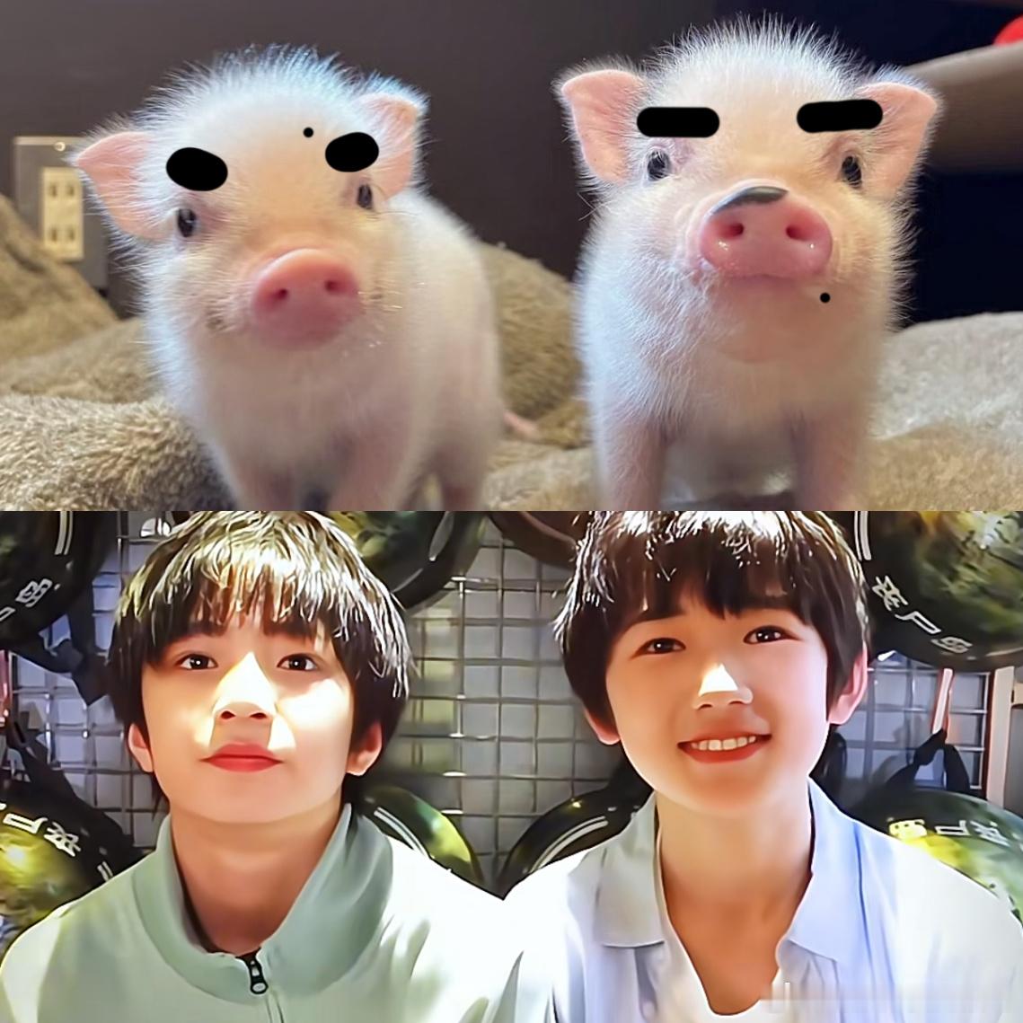 审猪累积 