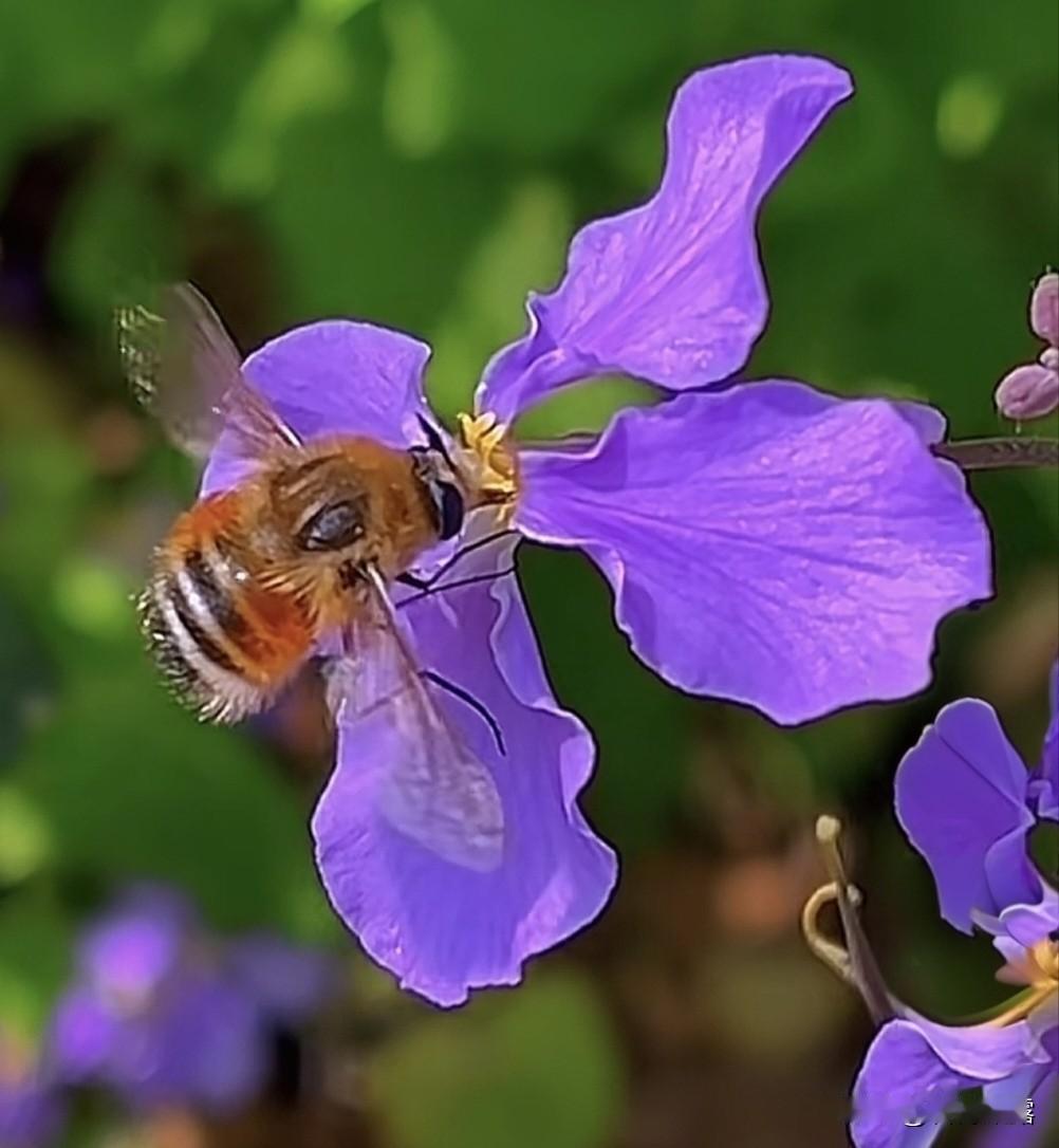 明媚的春天，出去走走，赏春花，看春景，感受春天的气息，开心愉悦，舒心畅怀！