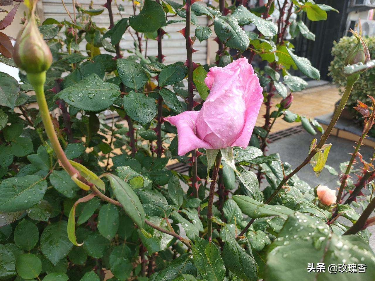雨后的花朵真的好美