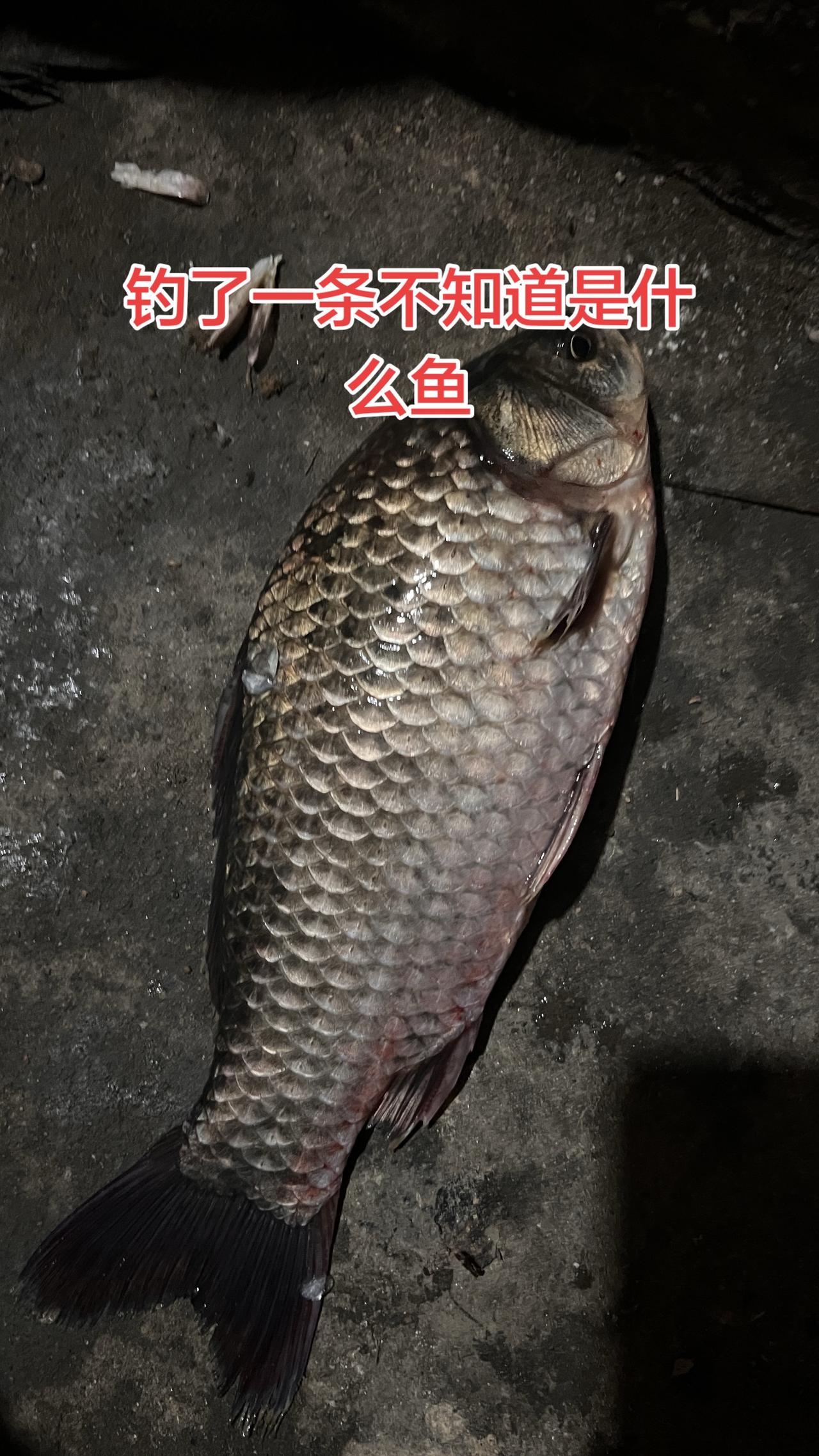 掉了一条鱼，很像草鱼，皮肤有点硬硬的，不知道是什么，你们认识吗？