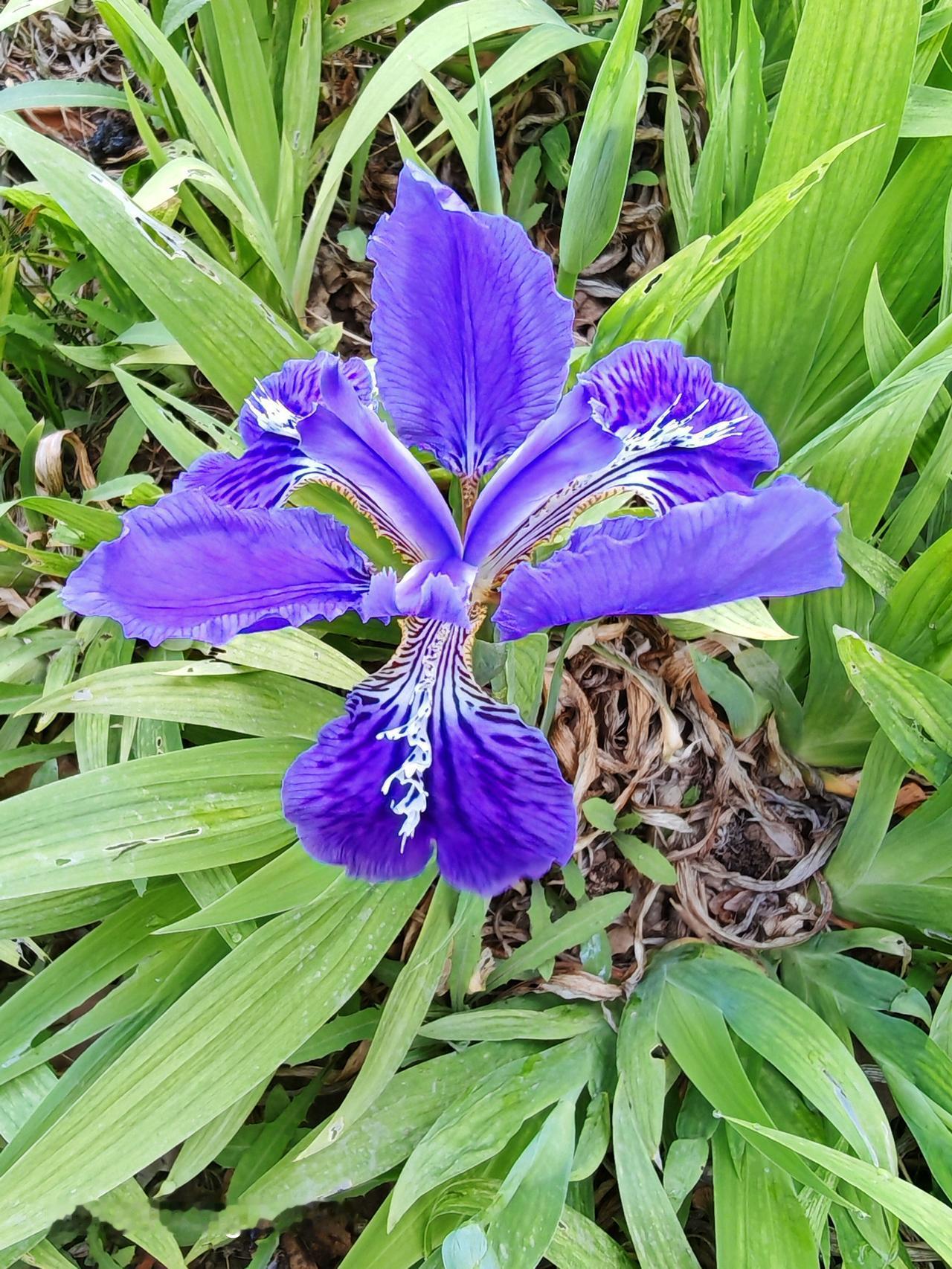 华远铭悦小区里的鸢尾花，简直是小区的颜值担当。每次路过那片鸢尾花丛，都被它们深深