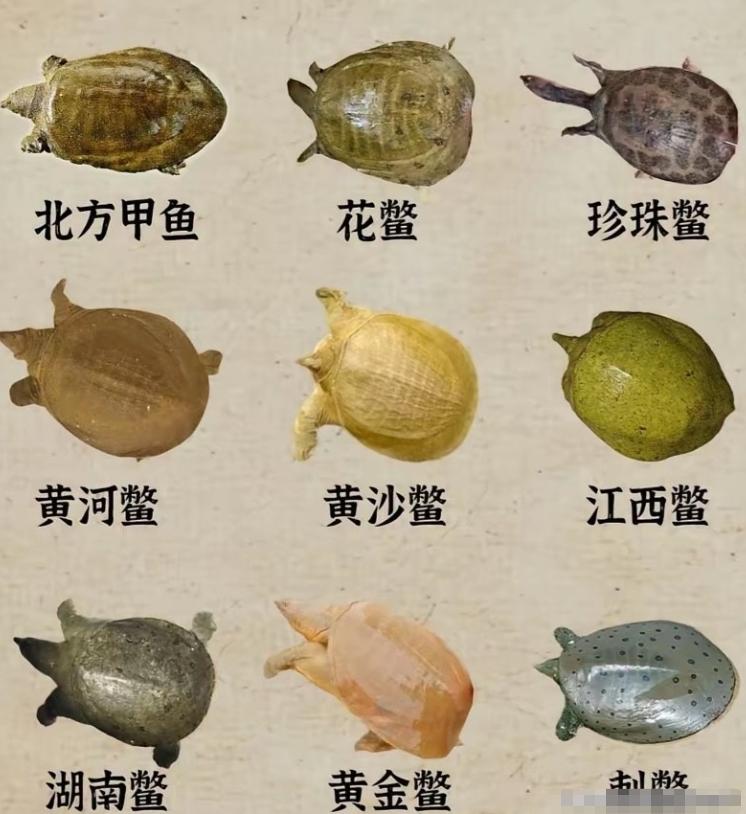 真零容忍
有些地方反腐，讲究“查证链条”，一层一层去找证据，周期长、成本高，还容