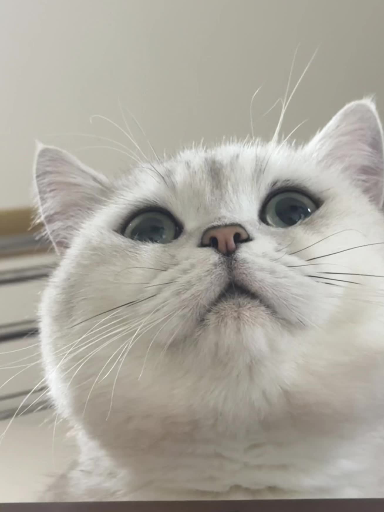 这是谁的小猫啊这么可爱 哦 是我的