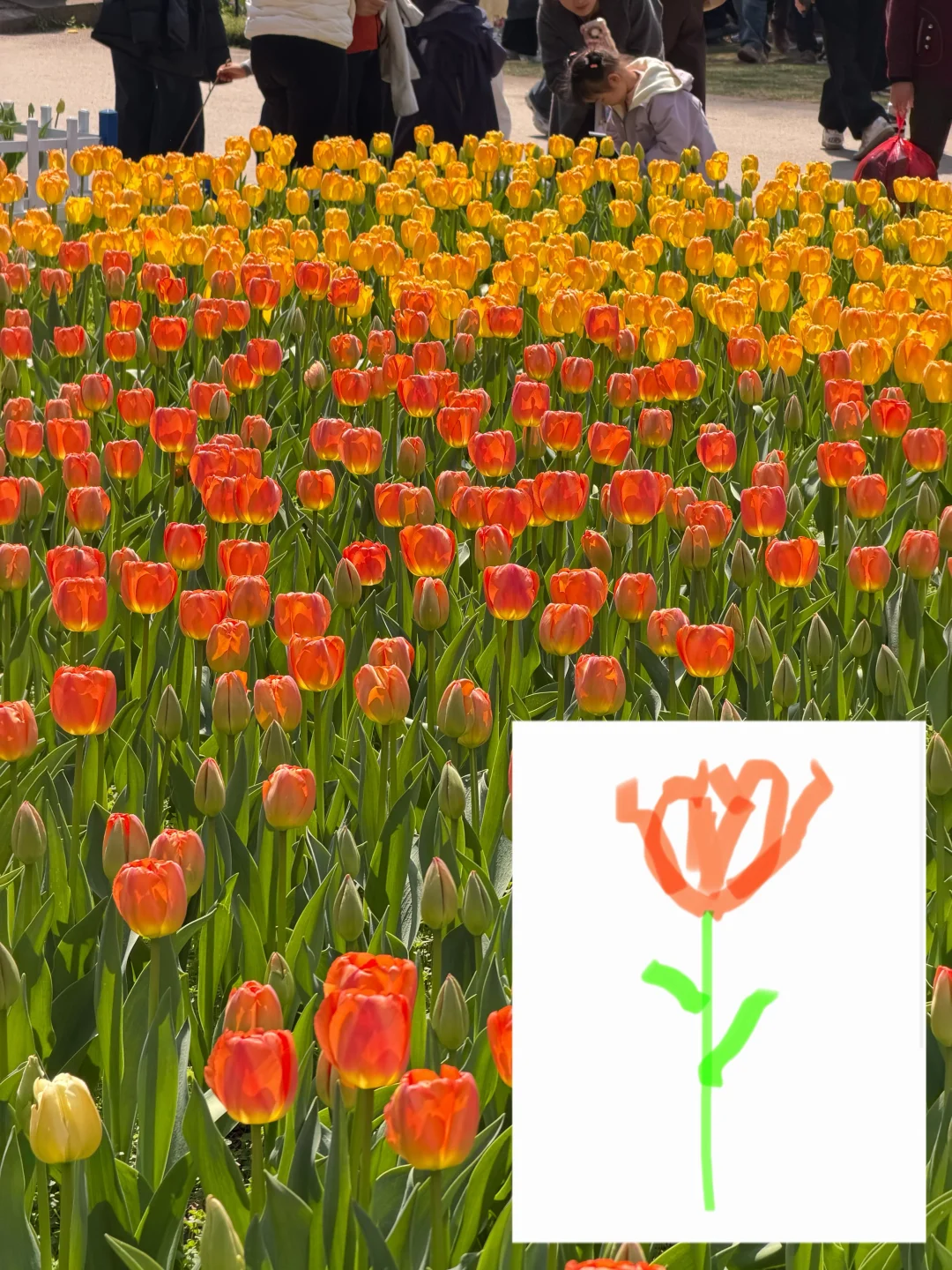 中山植物园手绘，暂不接单…