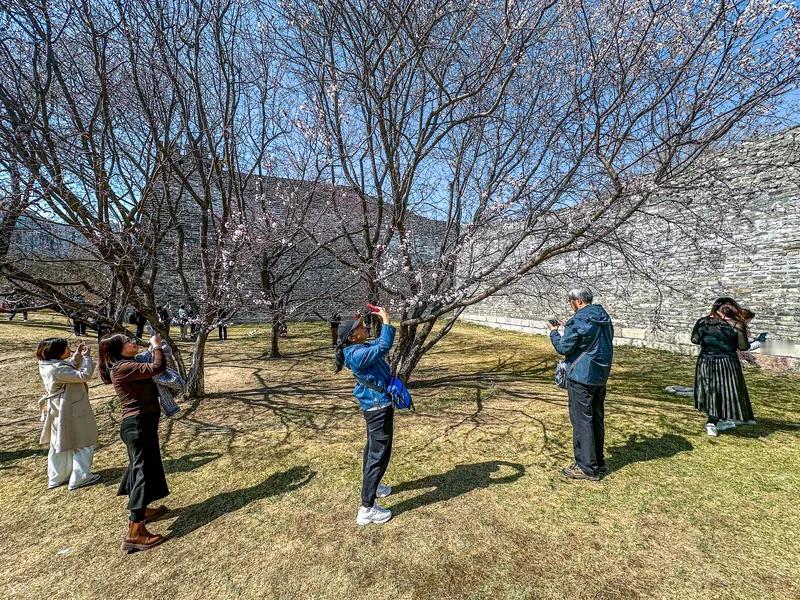 无题
笺书旧墨泪痕滋，
瘦影桃枝念我姿。
垂缕柳丝愁旧怨，
摘枝桃花题新诗。