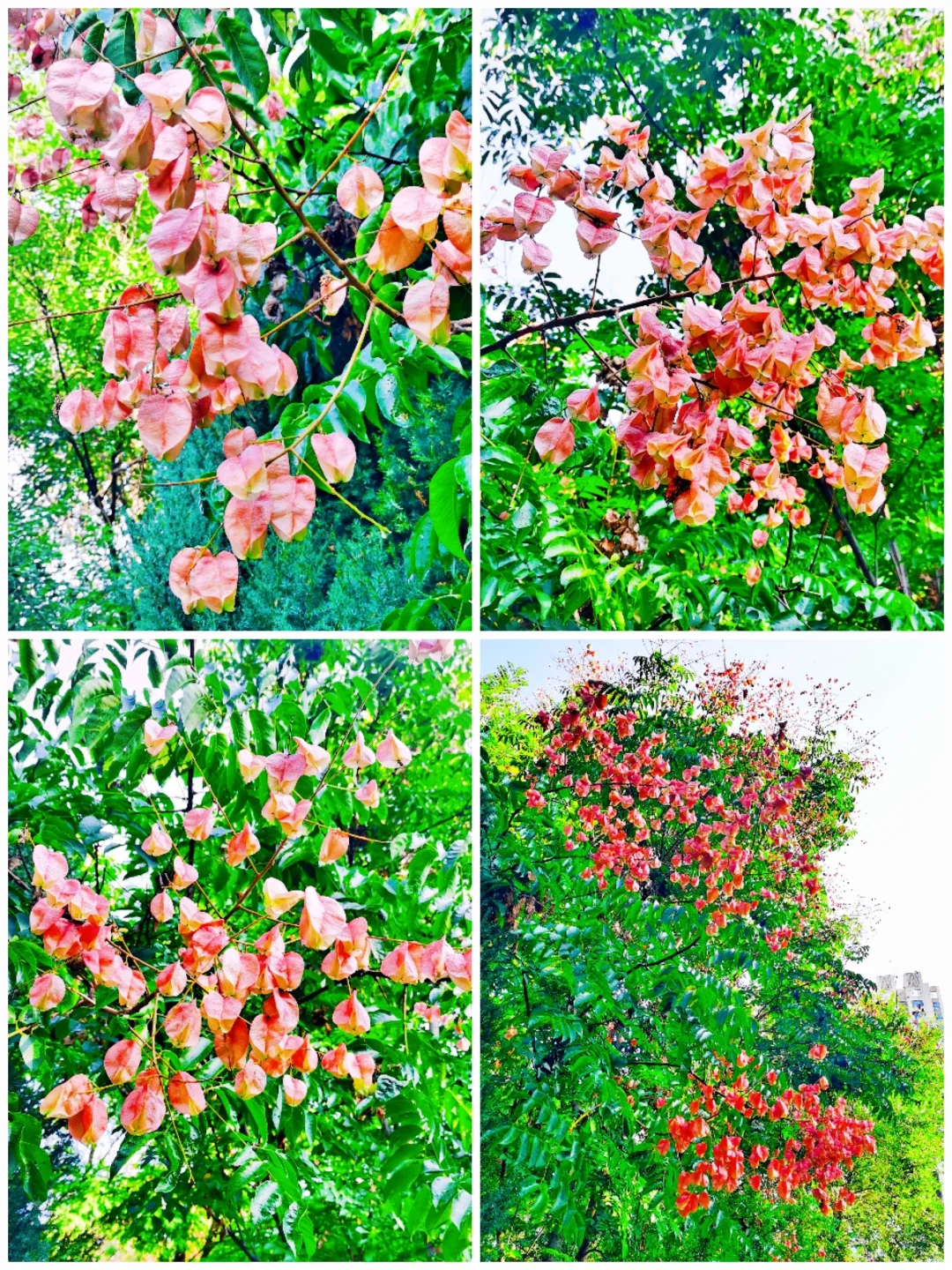 今年，你看到史铁生书里的栾树了吗？