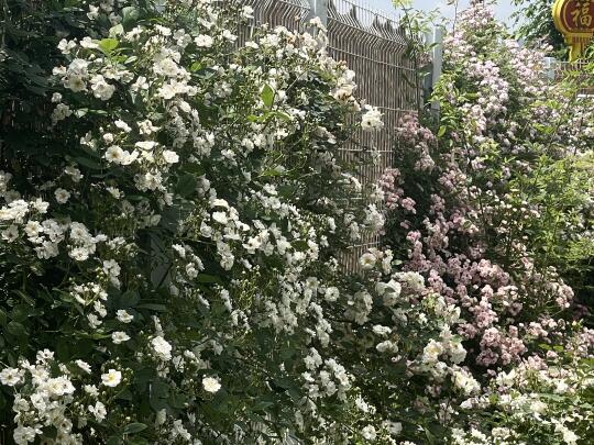 耳朵花园 今日份花墙