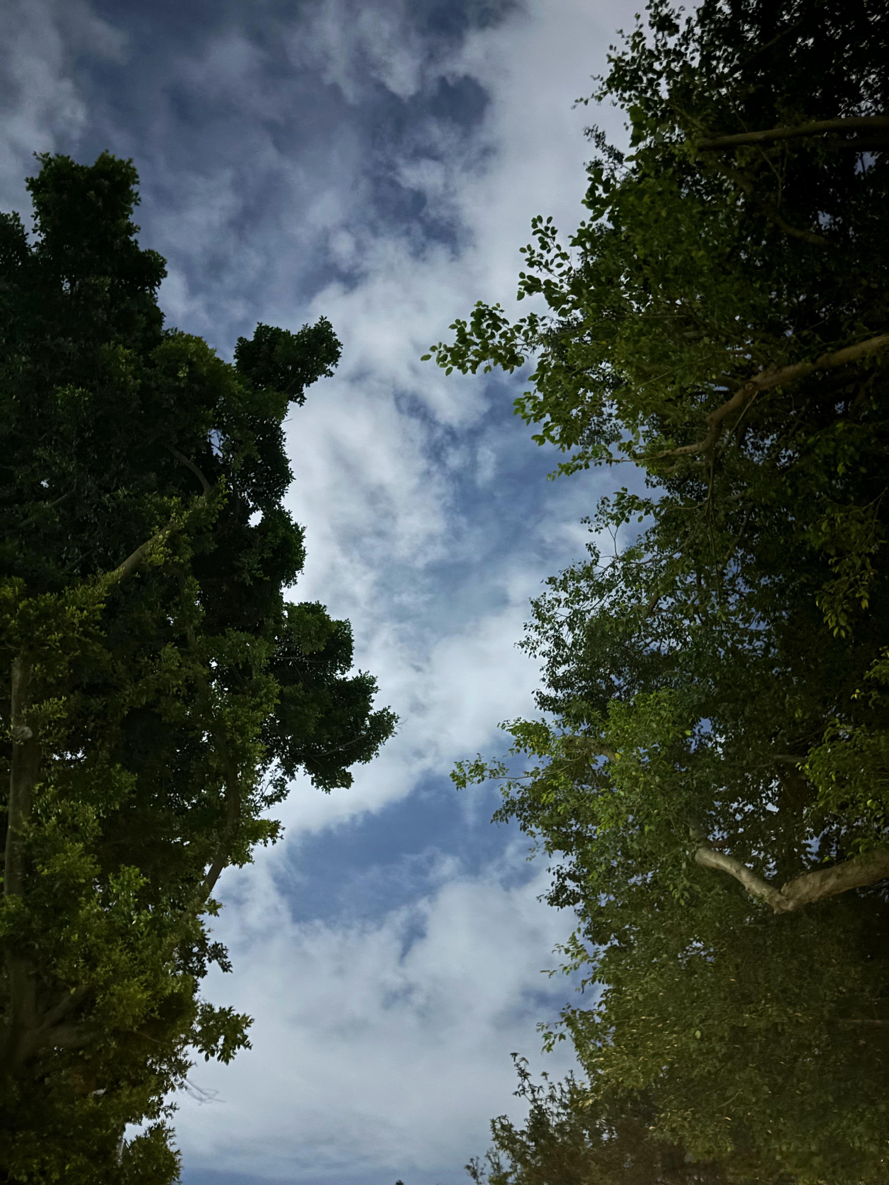 夜色温柔～     大王椰子树被砍掉了很多叶子，有点秃秃的。     可能是担心
