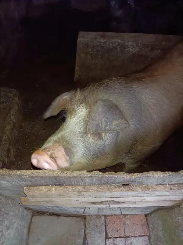 重庆合川女孩呆呆一句“求帮忙按年猪”的求助，意外掀起了网络热潮。1月11日，上千