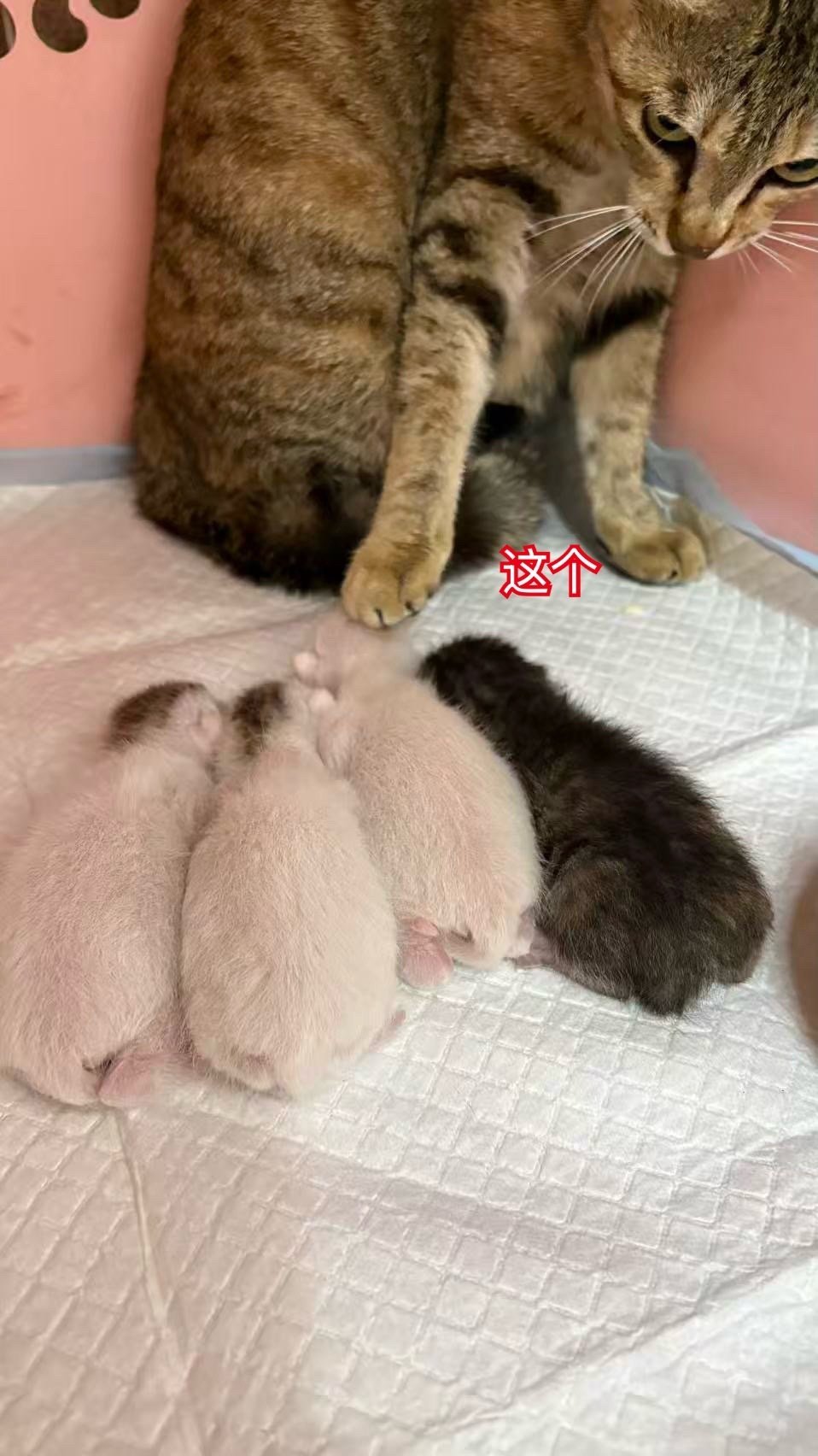 丽娟的黄儿子有家了。。撒花! 😍😍😍😍😍☺☺☺☺深圳领养猫  深圳