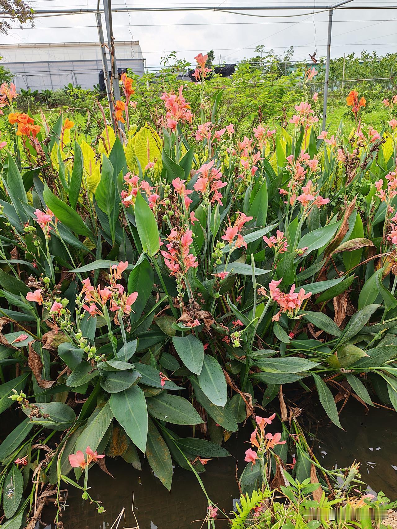 今早5点就睡不着起来了，不到6点就出发去透析室，骑得也快，25分钟不到就到了，平