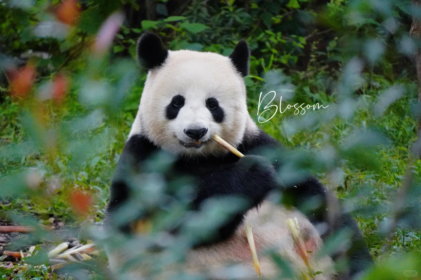 240930 小丫头，这么可爱的妈妈熊