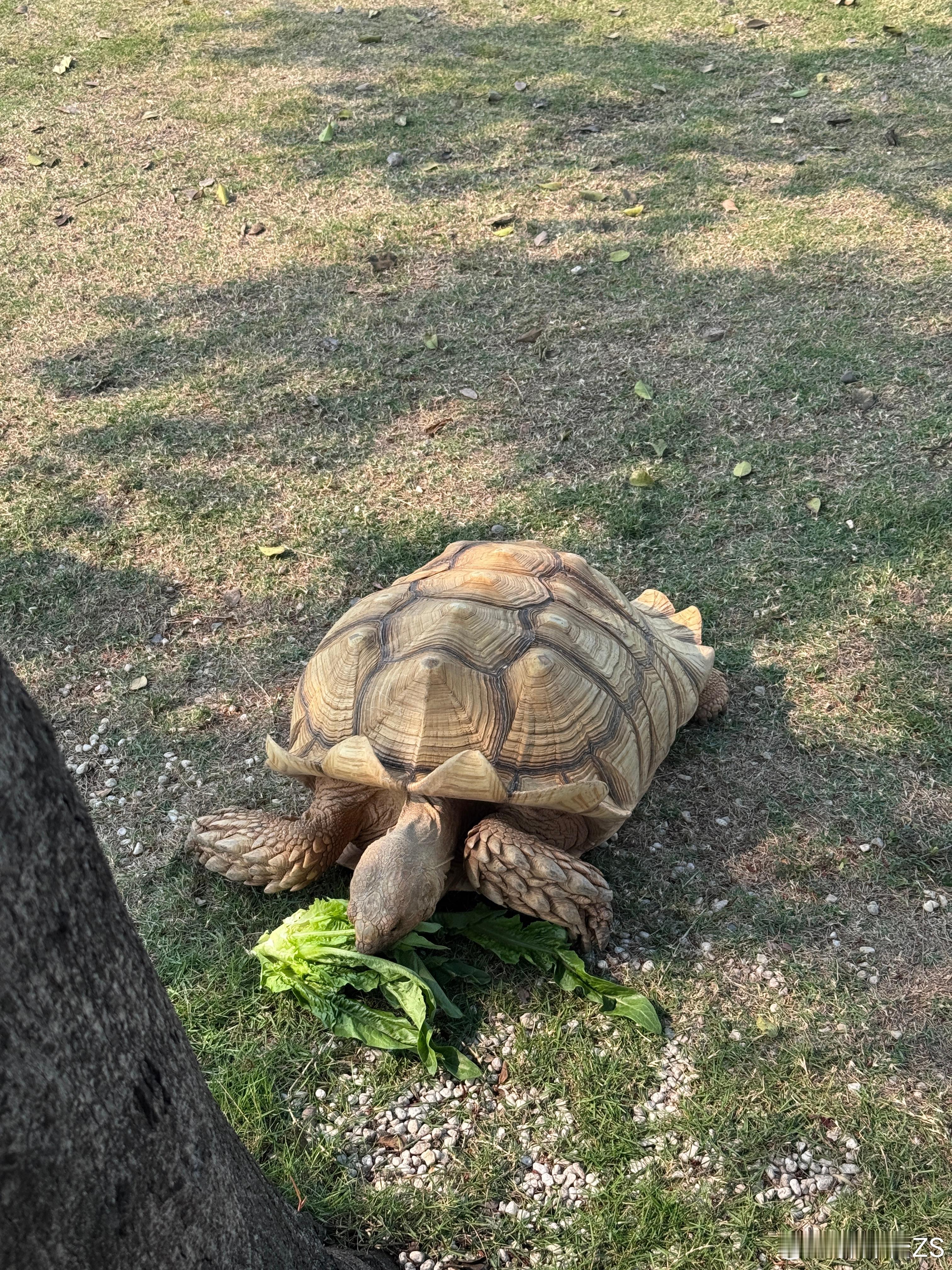 今日搬砖工地上的NPC🐢哥 漳州