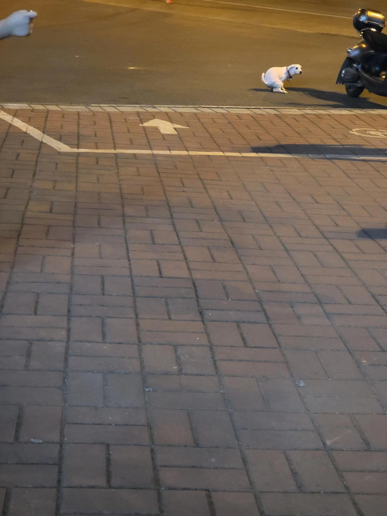 远看这狗怎么这傻样的，手机一拉近看[笑哭]是在街上拉大便，爱狗人士怎么没去捡大便