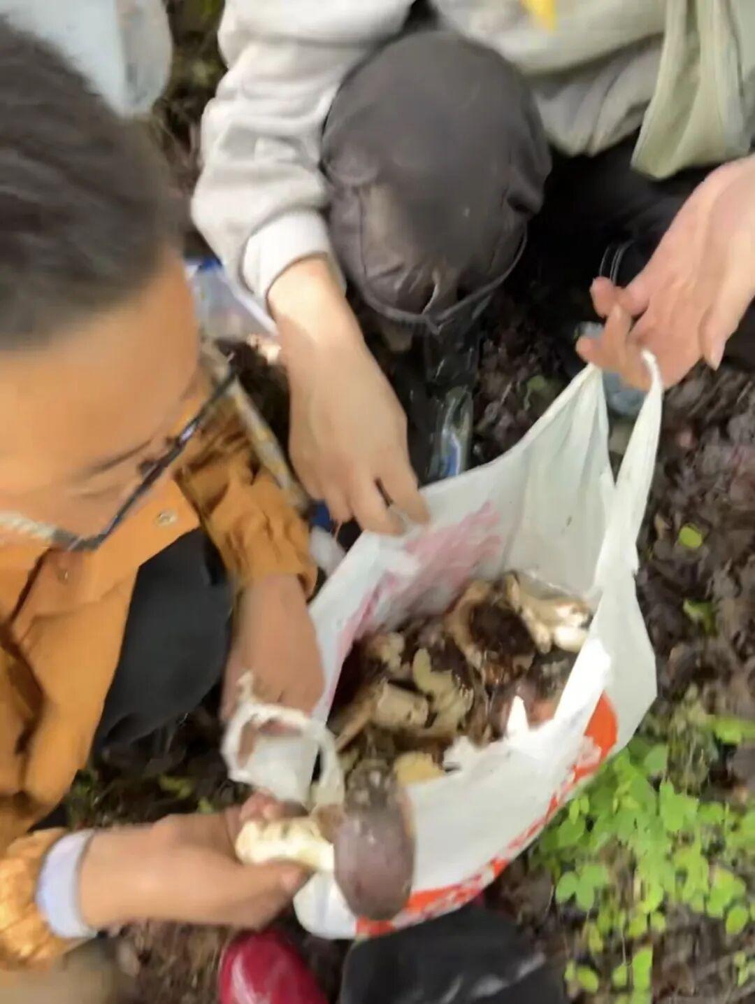 四川雅安一对情侣前往甘孜旅游，沉浸式体验上山采菌，辛苦采摘满满十余斤菌子，本以为